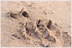 Baniyalaのビーチに残されたBaru(クロコダイル)の爪痕