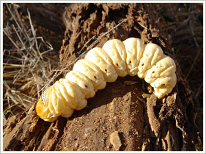 Maku / Witchety Grub